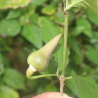 Thunbergia erecta (Benth.) T.Anderson